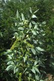 Salix triandra