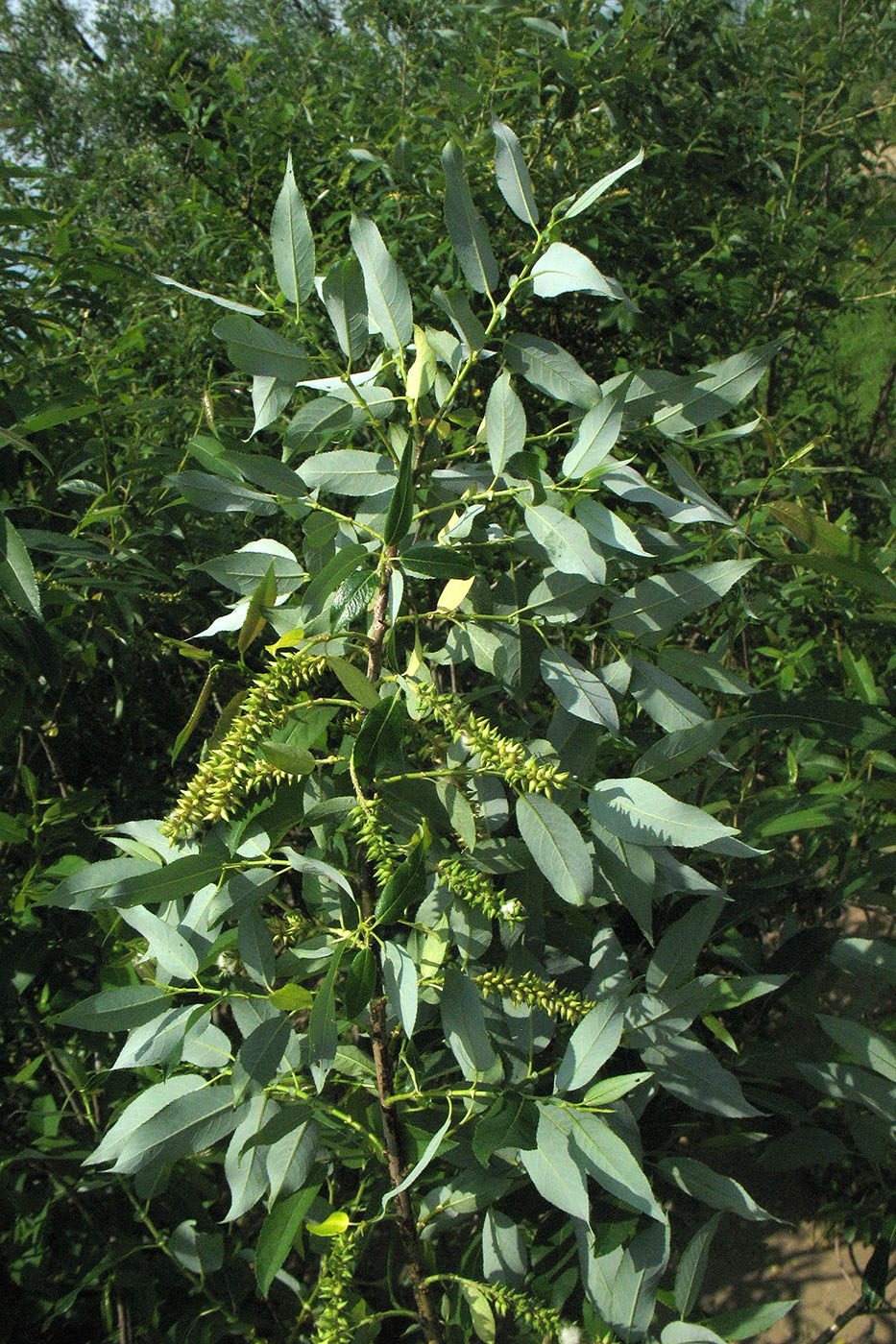 Изображение особи Salix triandra.