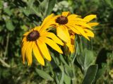 Rudbeckia hirta