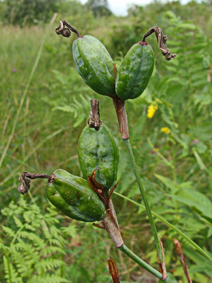 Image of Iris setosa specimen.