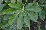 Fatsia japonica