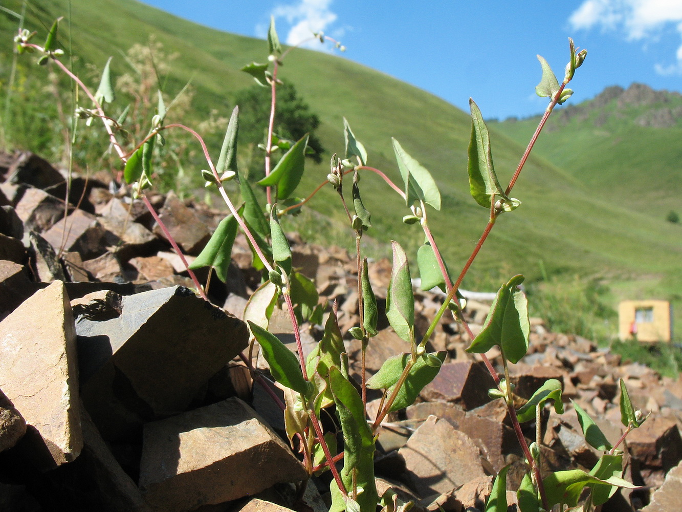 Image of Fallopia convolvulus specimen.