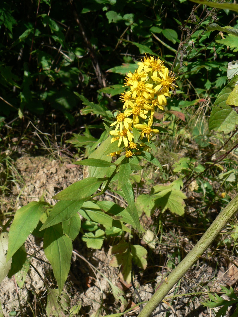 Image of Solidago decurrens specimen.