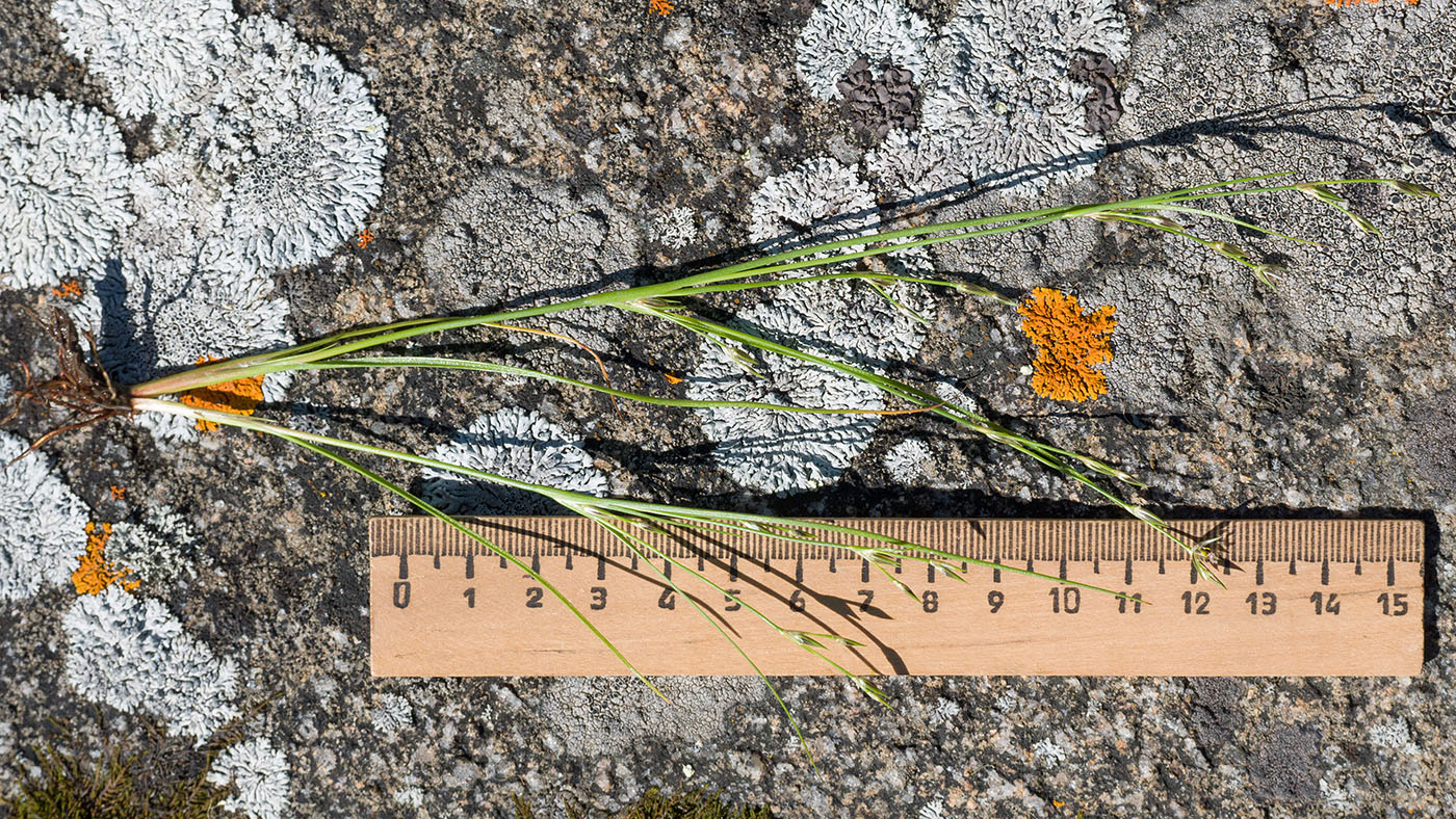Image of Juncus bufonius specimen.