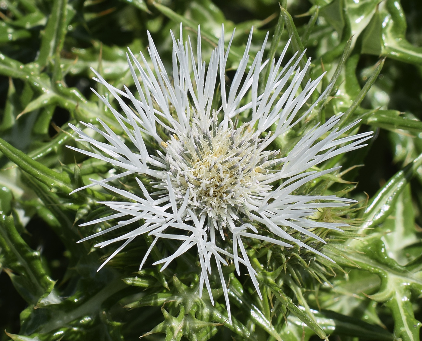 Image of Galactites tomentosus specimen.