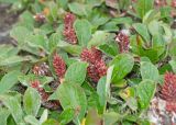 genus Salix
