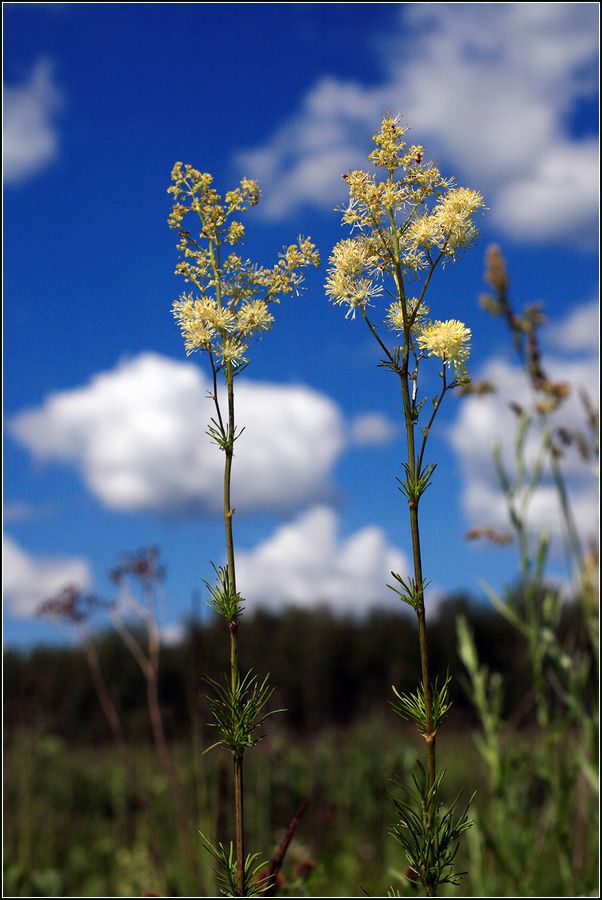 Изображение особи Thalictrum lucidum.