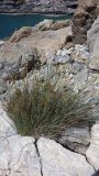 род Juncus