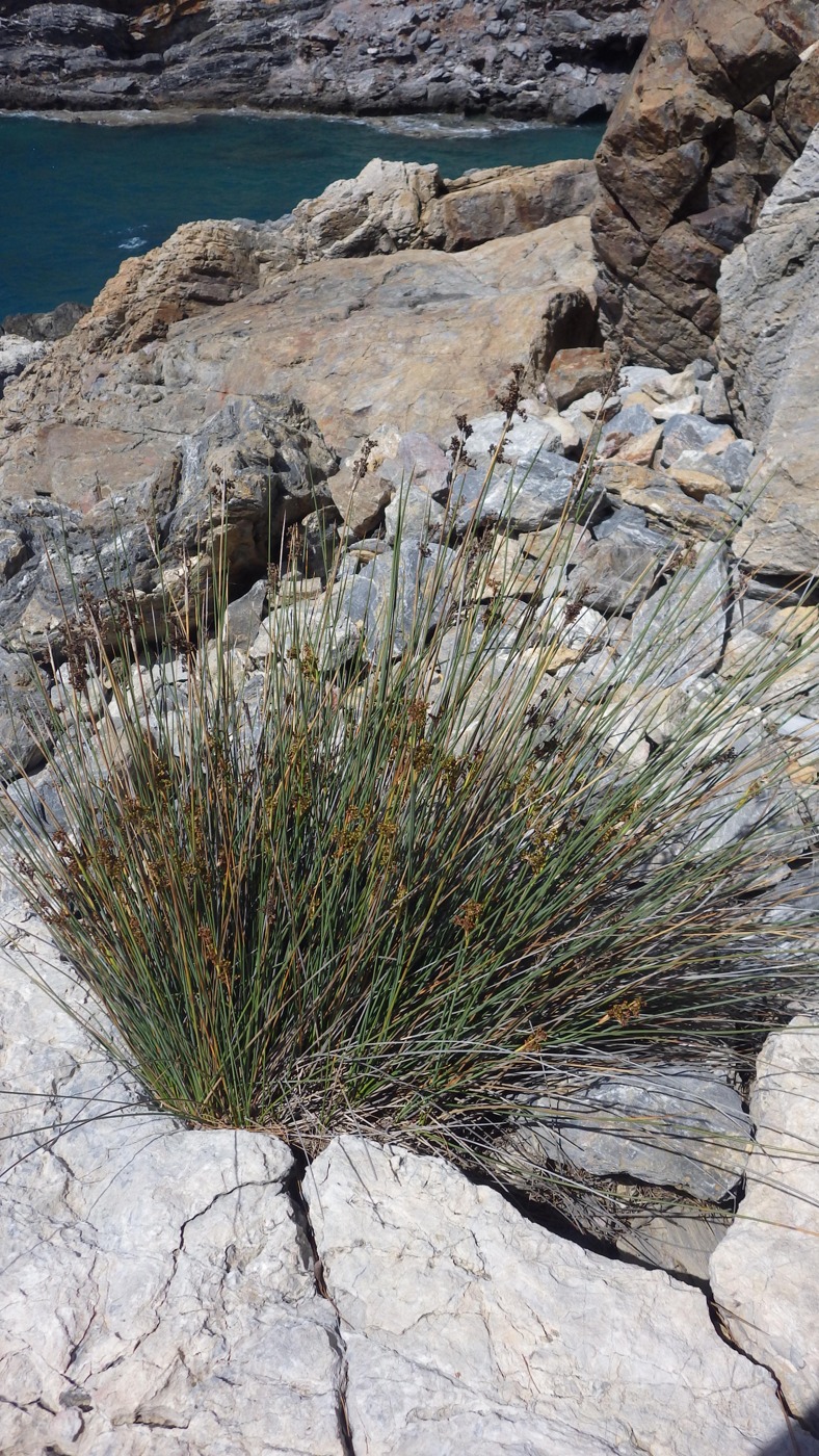 Image of genus Juncus specimen.