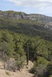 Cupressus sempervirens. Дерево на поляне среди Pinus и Juniperus. Южный Берег Крыма, окр. Балаклавы. 02.05.2025.