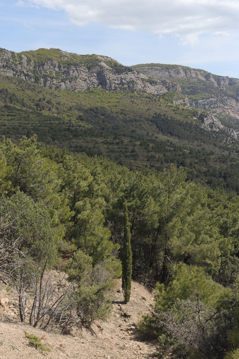 Image of Cupressus sempervirens specimen.