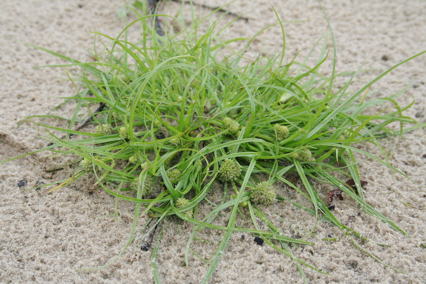 Image of Cyperus michelianus specimen.