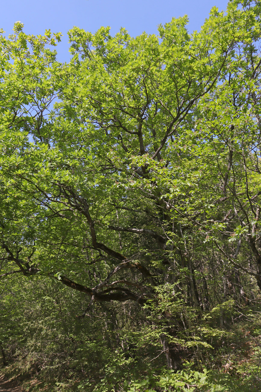 Image of Quercus calcarea specimen.