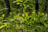 Cypripedium calceolus. Верхушки цветущих растений. Приморский край, Уссурийский ГО, окр. с. Монакино, широколиственный лес. 31.05.2025.
