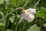 род Narcissus. Верхушка побега с цветком. Мурманск, Октябрьский р-н, в культуре. 03.06.2025.