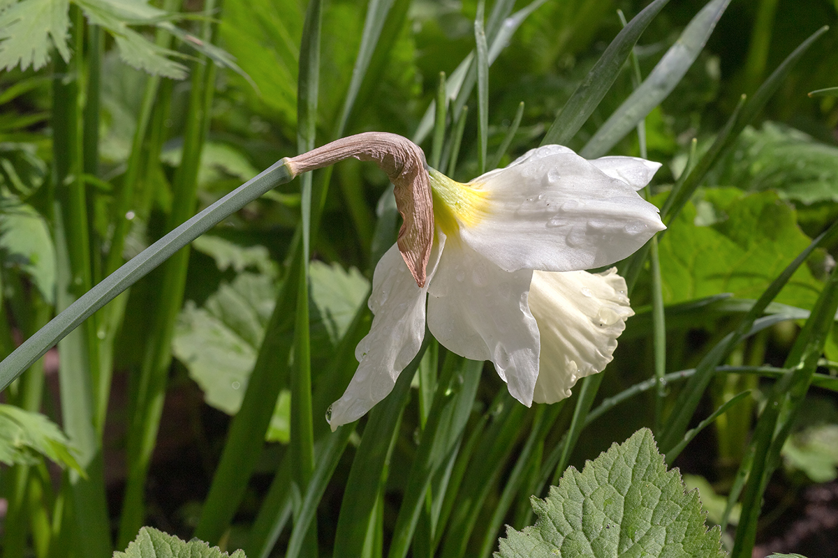 Image of genus Narcissus specimen.