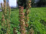 Rumex obtusifolius