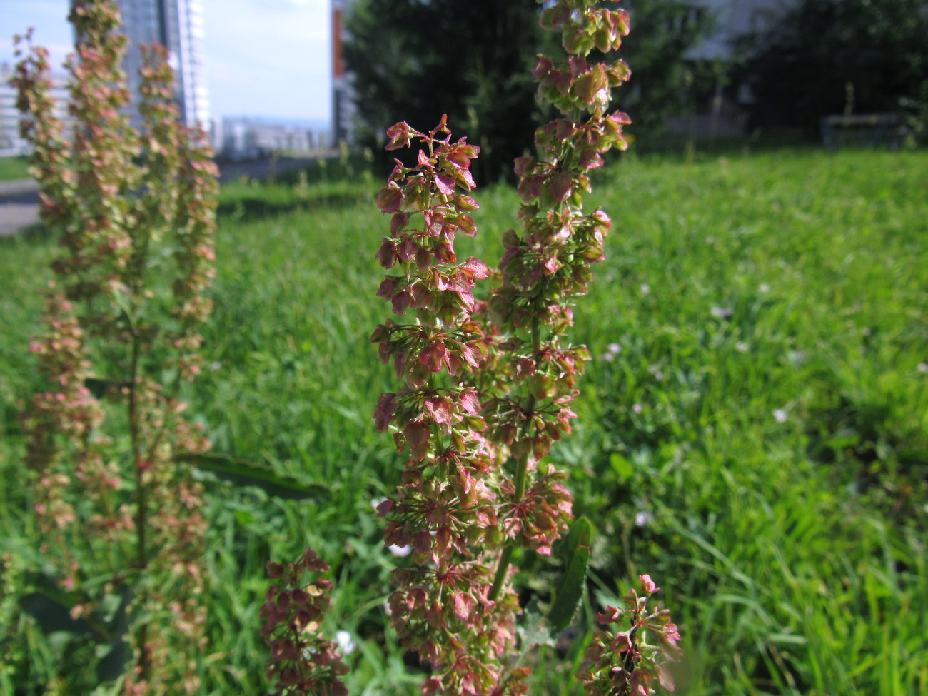 Image of Rumex obtusifolius specimen.