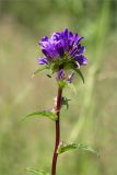 Campanula glomerata