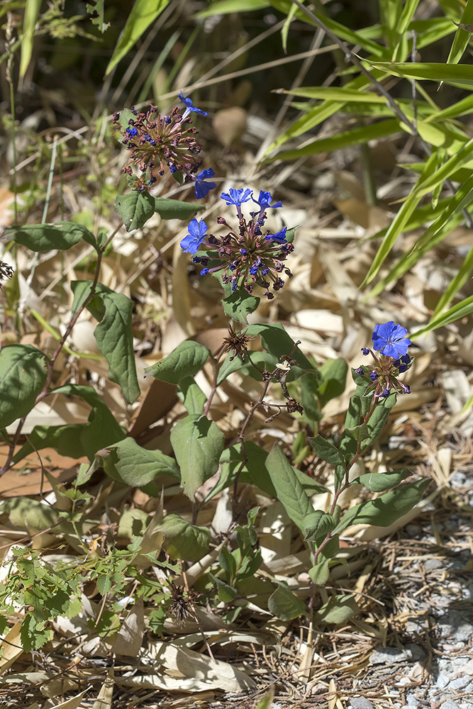 Изображение особи род Ceratostigma.