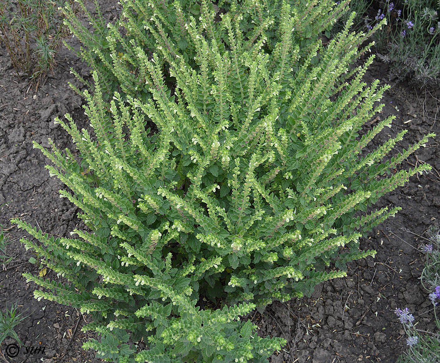 Image of Scutellaria albida specimen.
