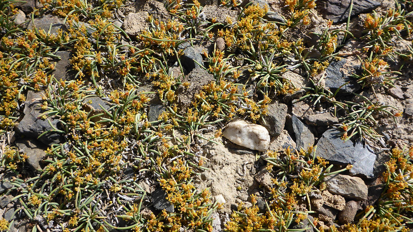 Image of Ephedra fedtschenkoae specimen.