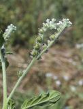 Heliotropium europaeum. Верхушка веточки с соцветиями с цветками, бутонами и незрелыми плодами. Испания, Каталония, пров. Жирона, комарка Баш Эмпорда, муниципалитет Калонже, залежь. 30.08.2025.