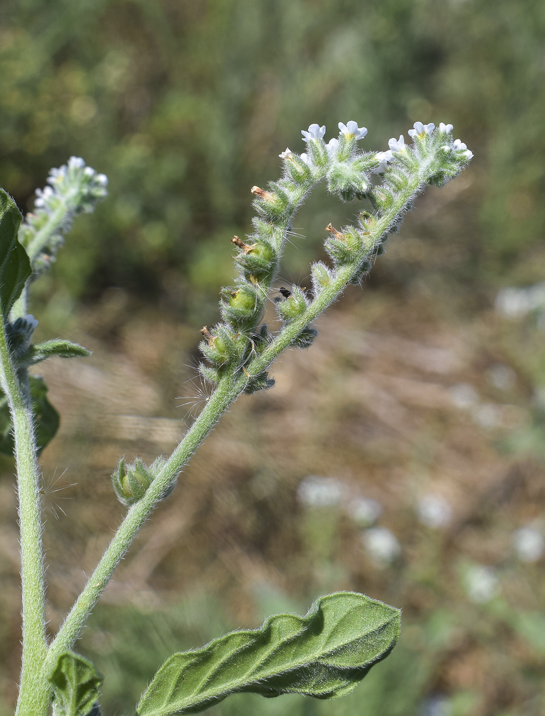 Изображение особи Heliotropium europaeum.