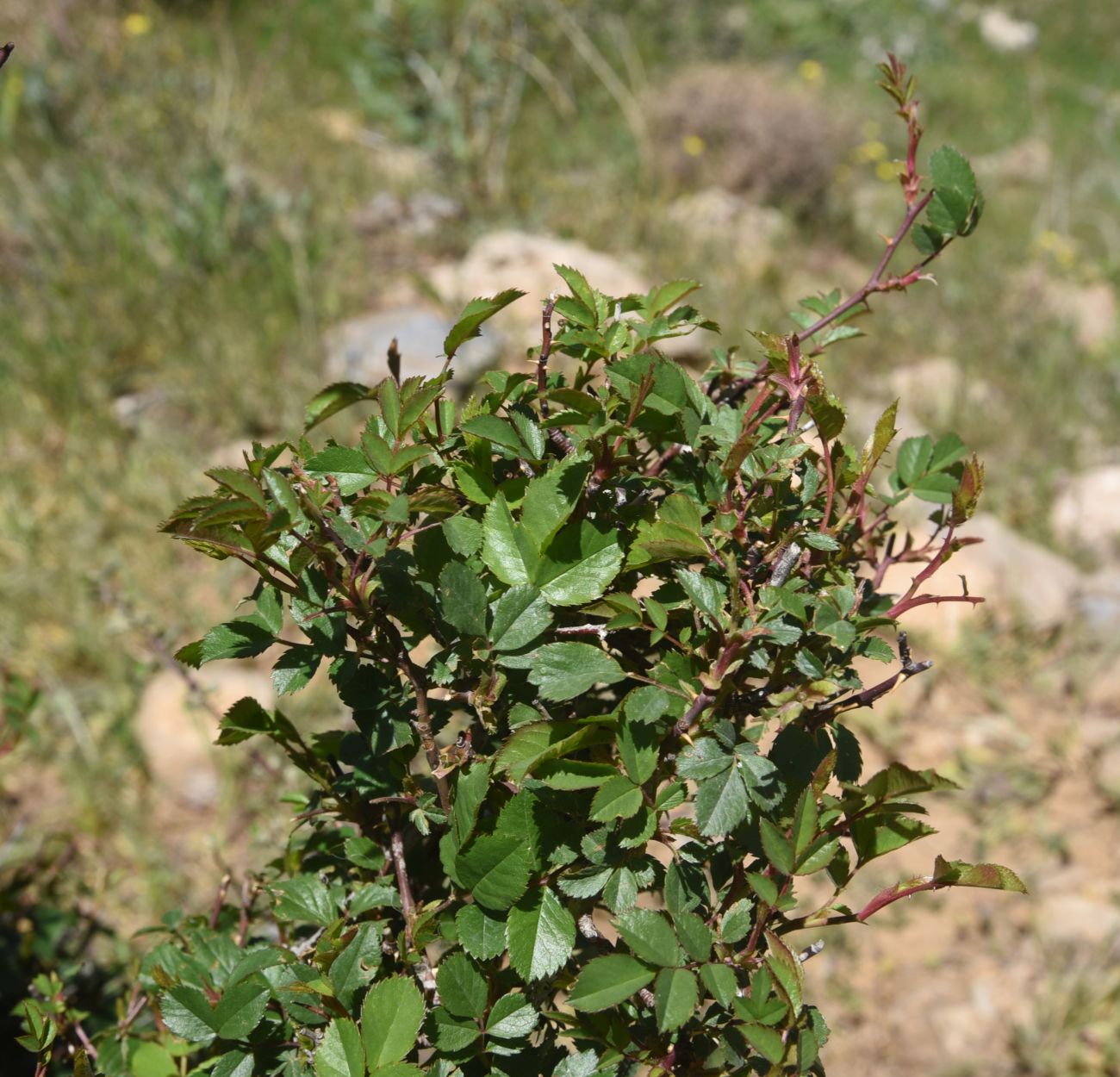 Image of genus Rosa specimen.