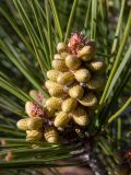 Pinus pityusa
