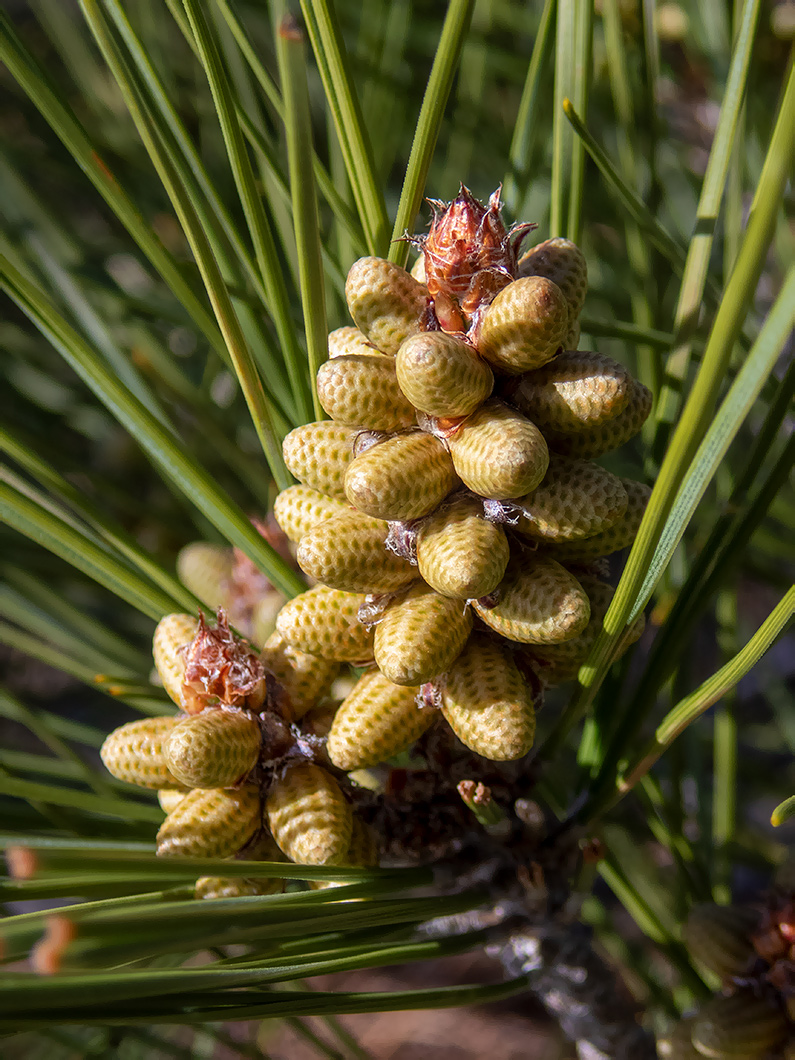 Изображение особи Pinus pityusa.