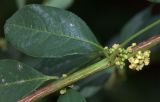 Flueggea suffruticosa