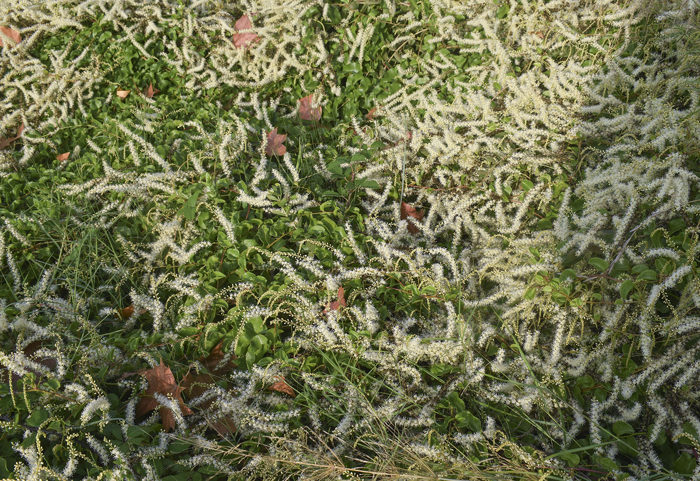 Image of Anredera cordifolia specimen.
