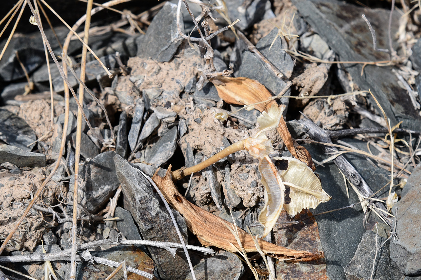 Изображение особи Tulipa regelii.