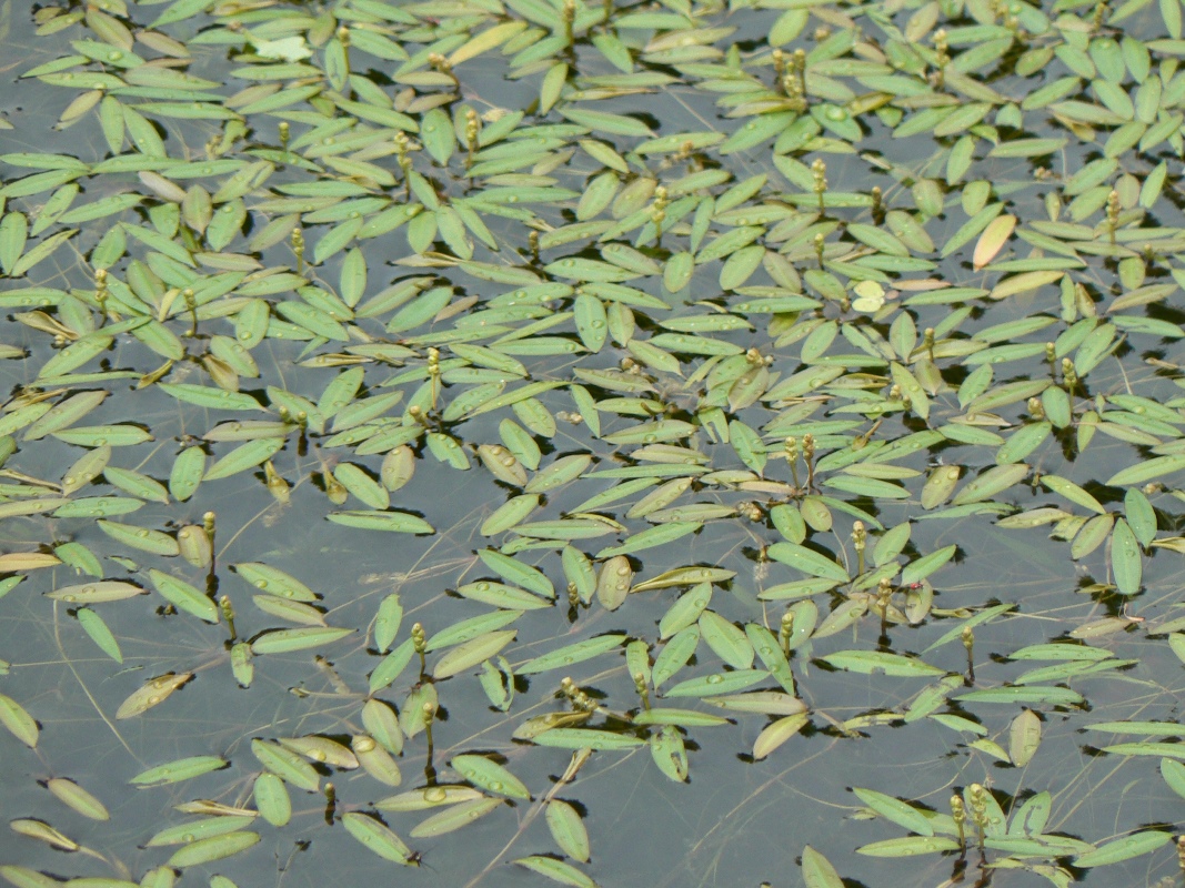 Изображение особи Sagittaria natans.