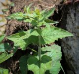 unknown species. Верхушка растения с развивающимся соцветием. Абхазия, Гагрский р-н, 1800 м н.у.м., субальпийский луг. 12.06.2025.