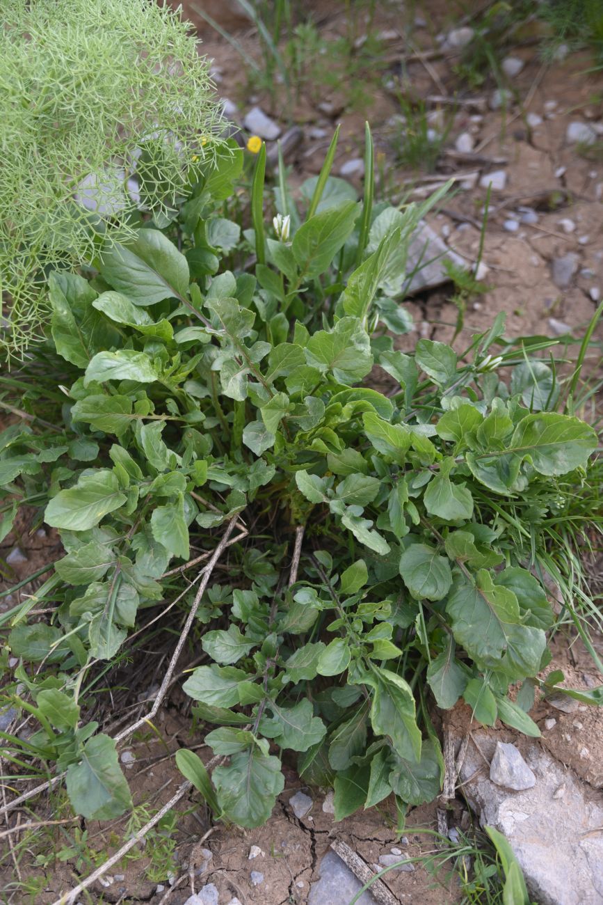 Изображение особи семейство Brassicaceae.