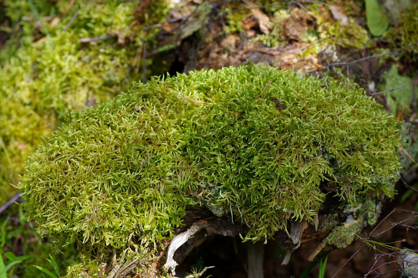 Изображение особи Pleurozium schreberi.