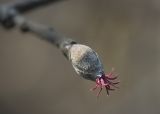 Corylus mandshurica. Женское соцветие. Владивосток, Ботанический сад-институт ДВО РАН. 16 апреля 2011 г.