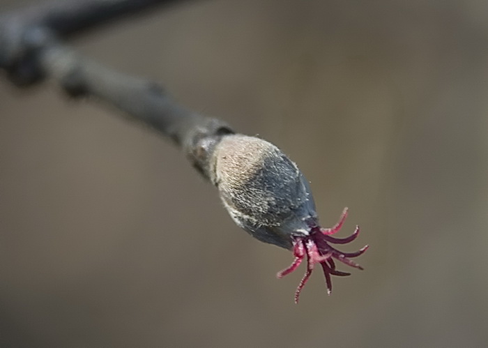 Image of Corylus mandshurica specimen.