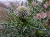 Carduus uncinatus