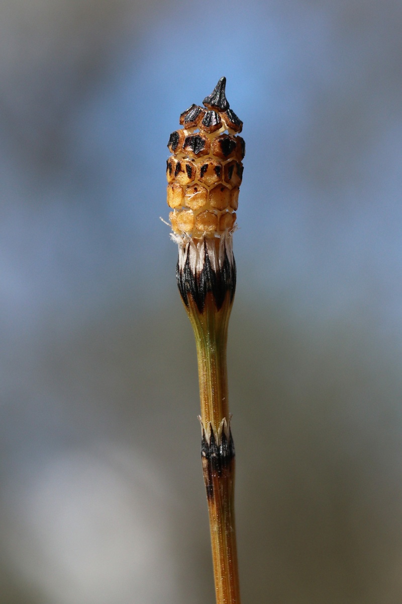 Изображение особи Equisetum variegatum.