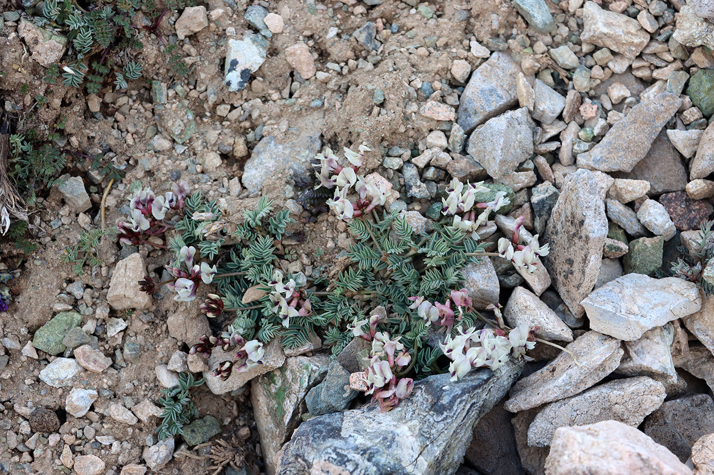 Image of Astragalus beketowii specimen.