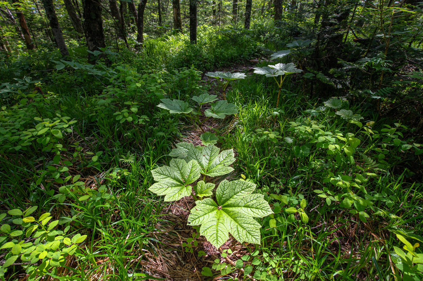 Изображение особи Oplopanax elatus.