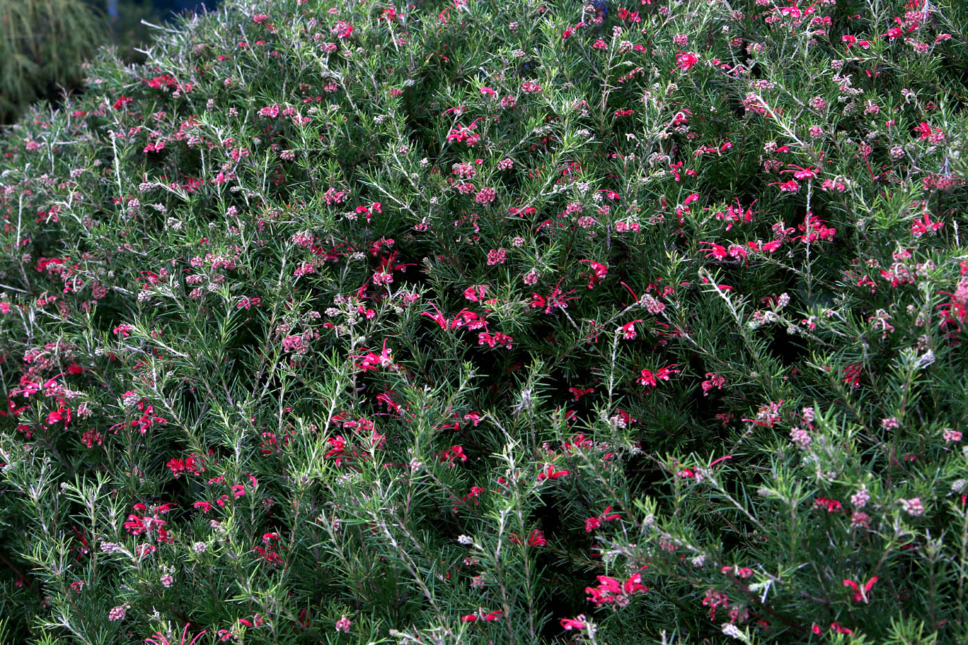 Image of Grevillea rosmarinifolia specimen.