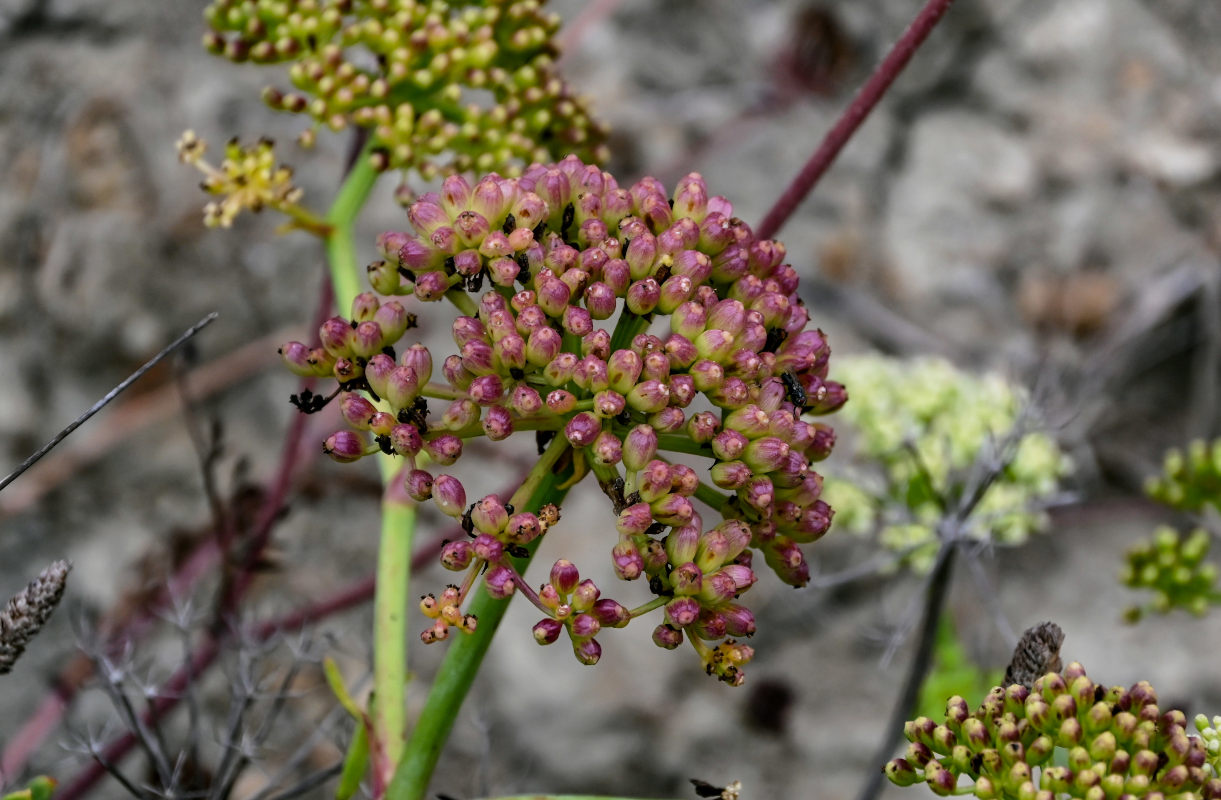 Изображение особи Crithmum maritimum.