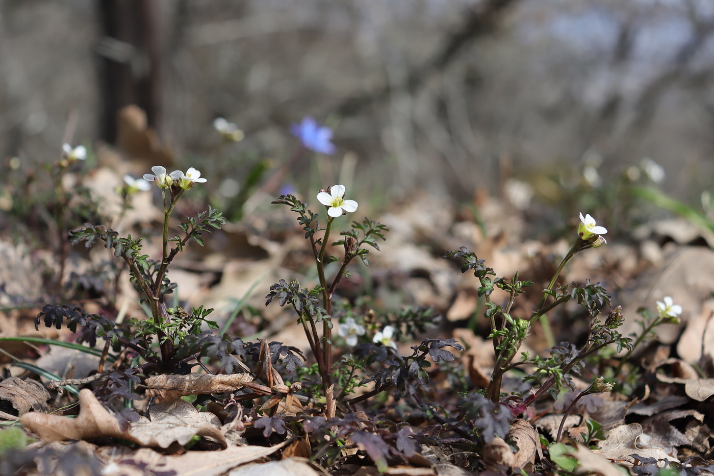 Изображение особи Cardamine graeca.