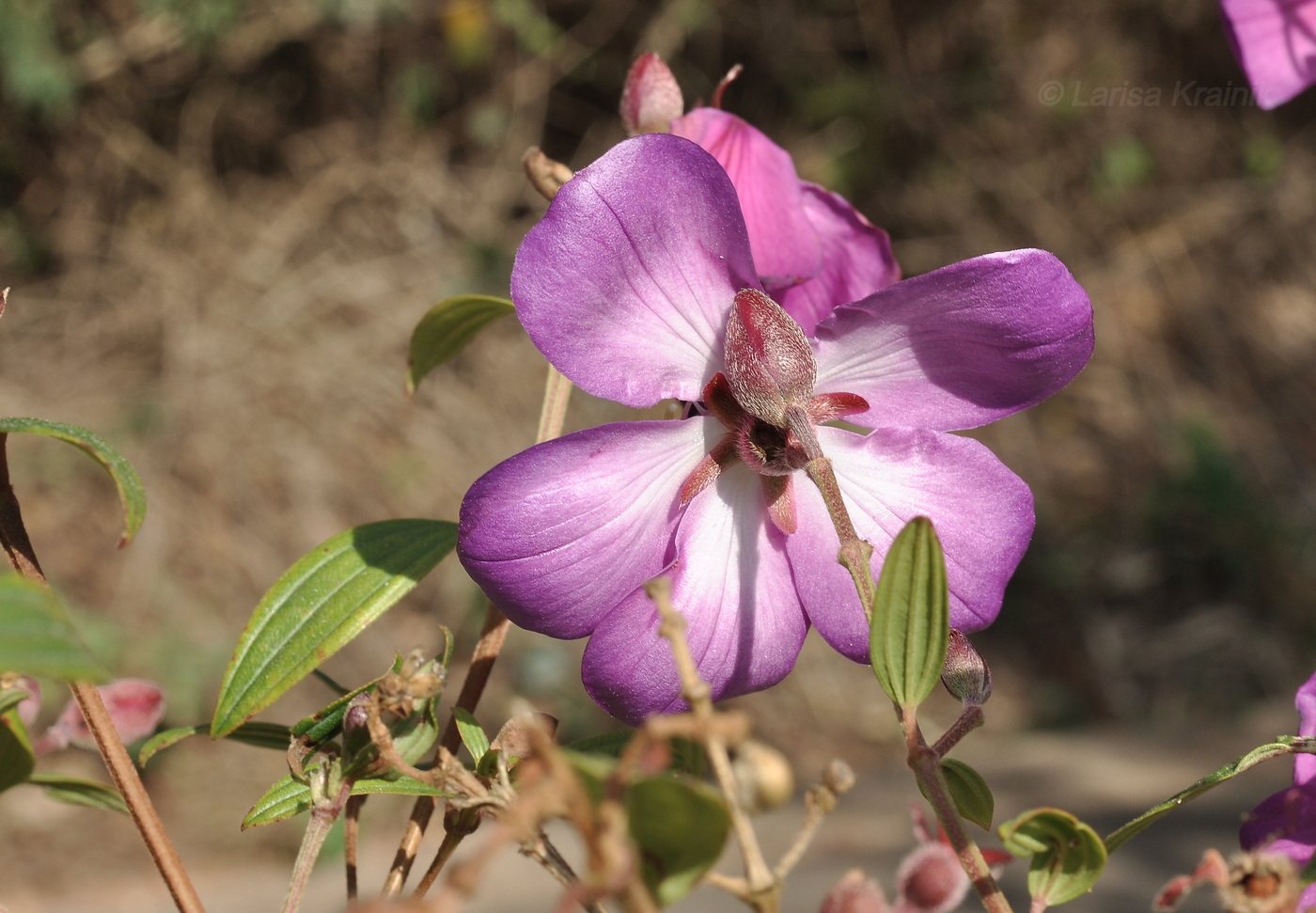 Image of Pleroma semidecandrum specimen.