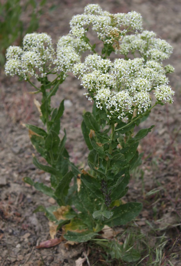 Изображение особи Cardaria draba.