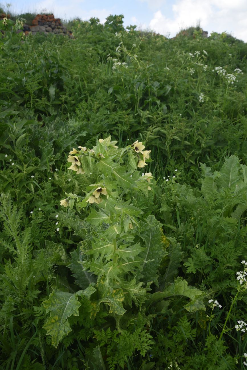 Изображение особи Hyoscyamus niger.